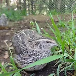 Idyllisches Сasa de vacaciones