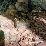 Сasa de vacaciones Idyllisches *