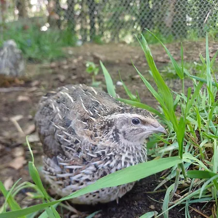 Idyllisches Σπίτι διακοπών