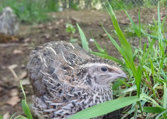 Idyllisches Holiday home