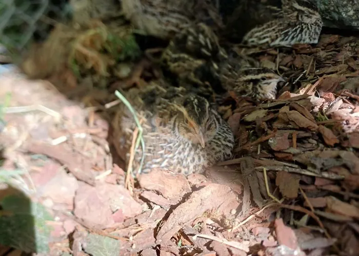 Holiday home Idyllisches *