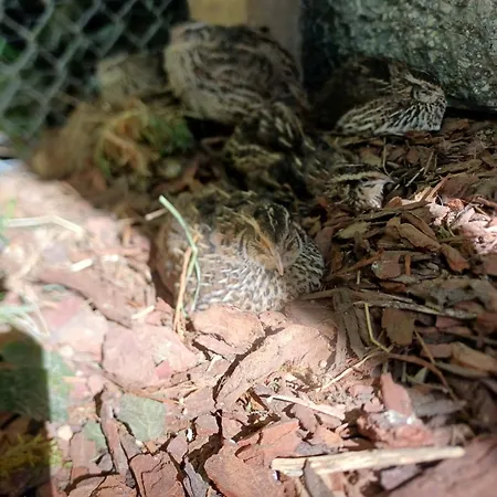 Nyaraló Idyllisches *